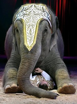 DUO D’ÉLÉPHANT